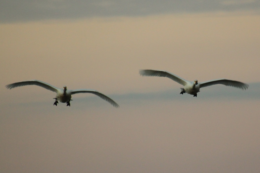 First Bewick’s swans return to Slimbridge!