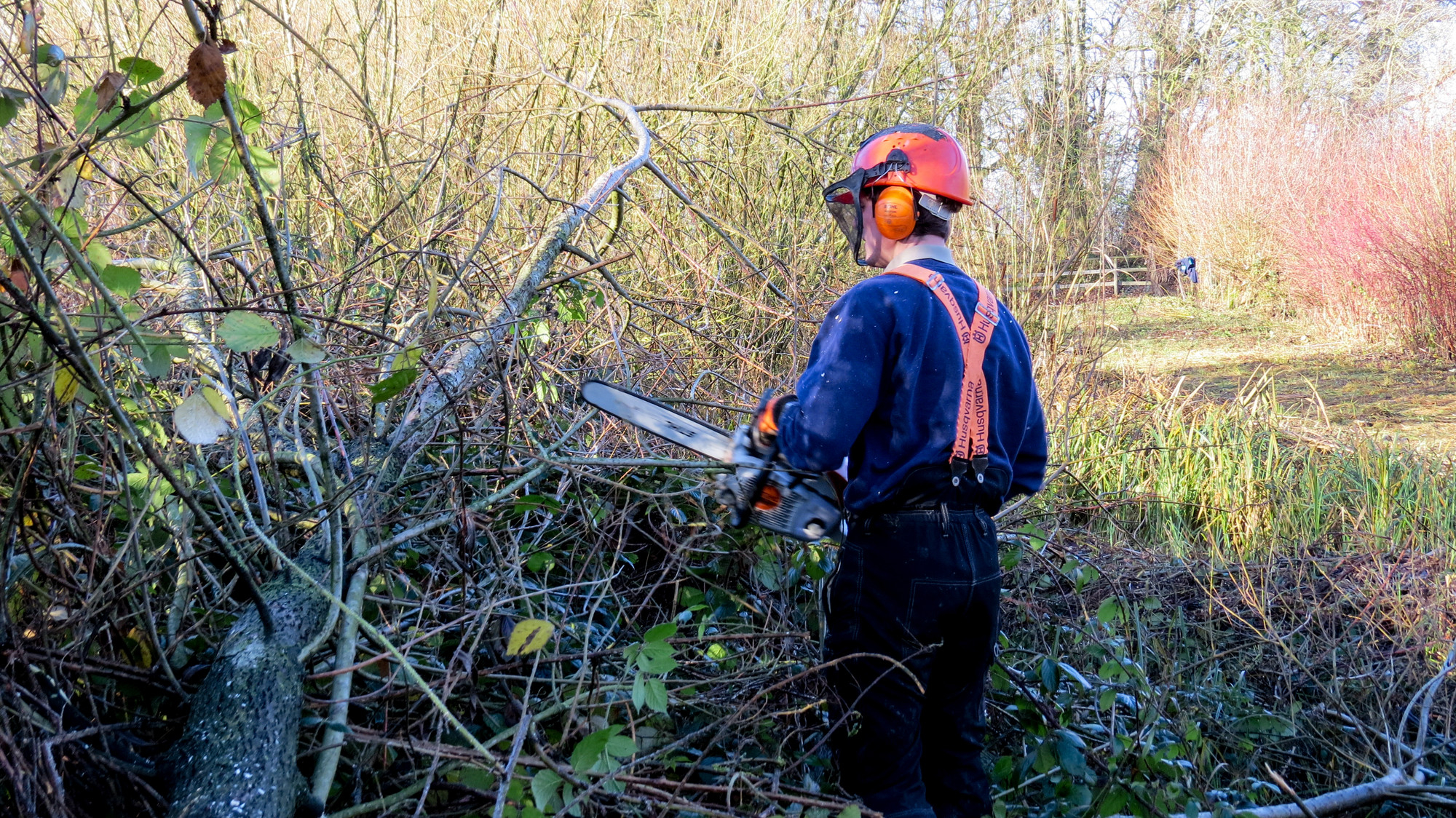 Mill Stream path closed for tree works