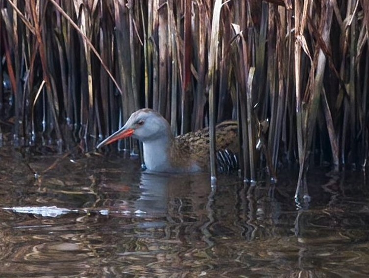 Recent Sightings - 9th November 2020