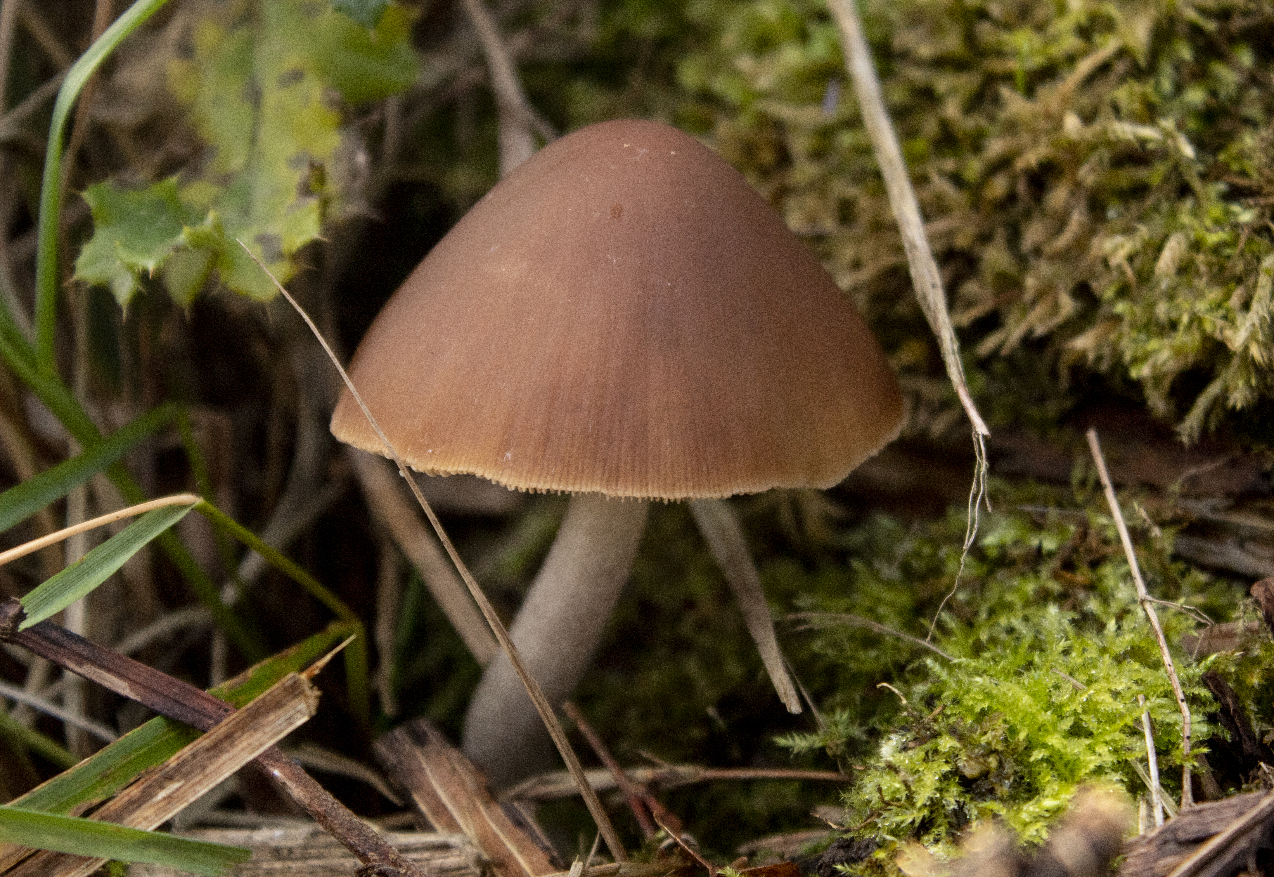 Fungi survey - Nov 2020