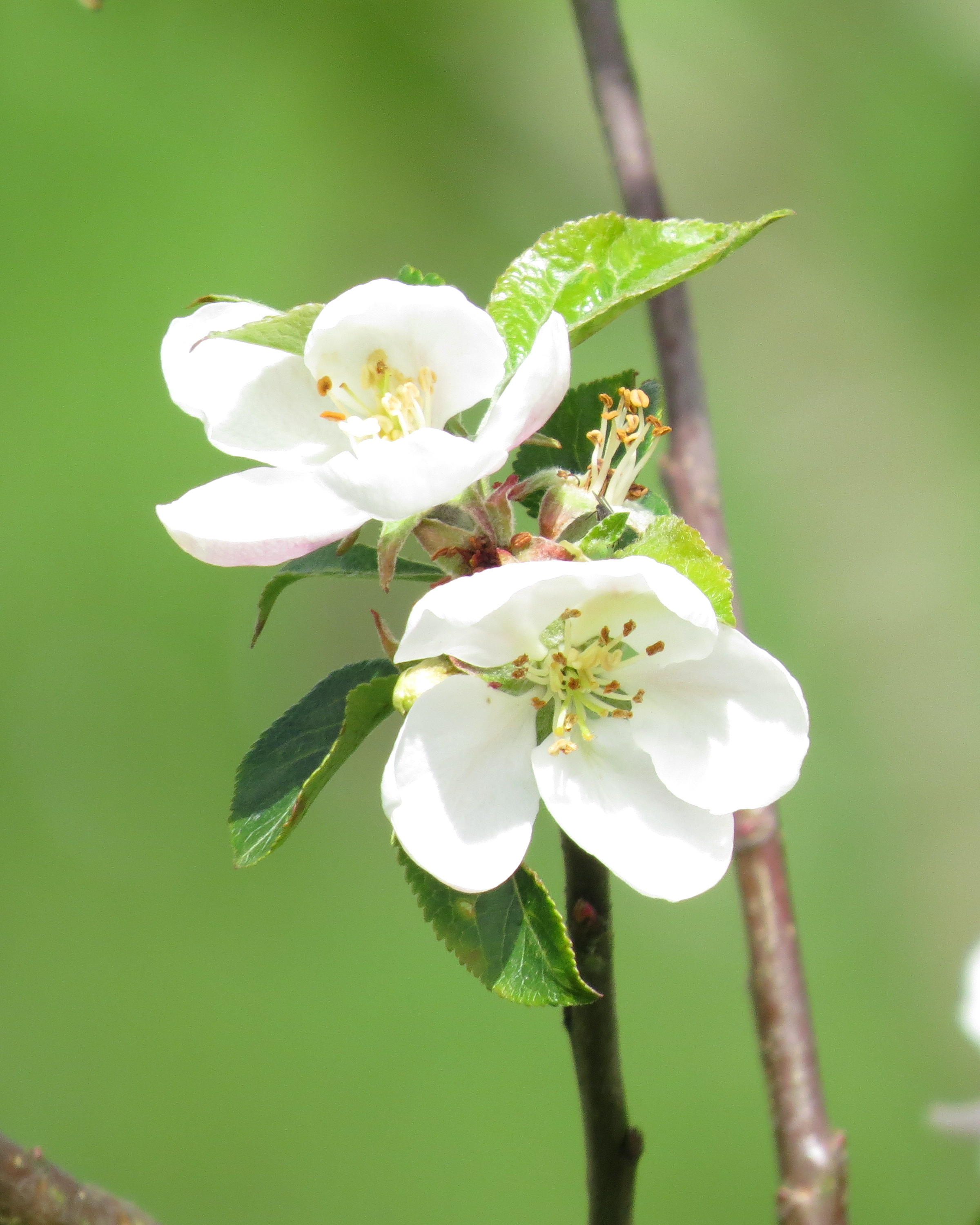 Orchard credit Faith Hillier IMG_2507.JPG