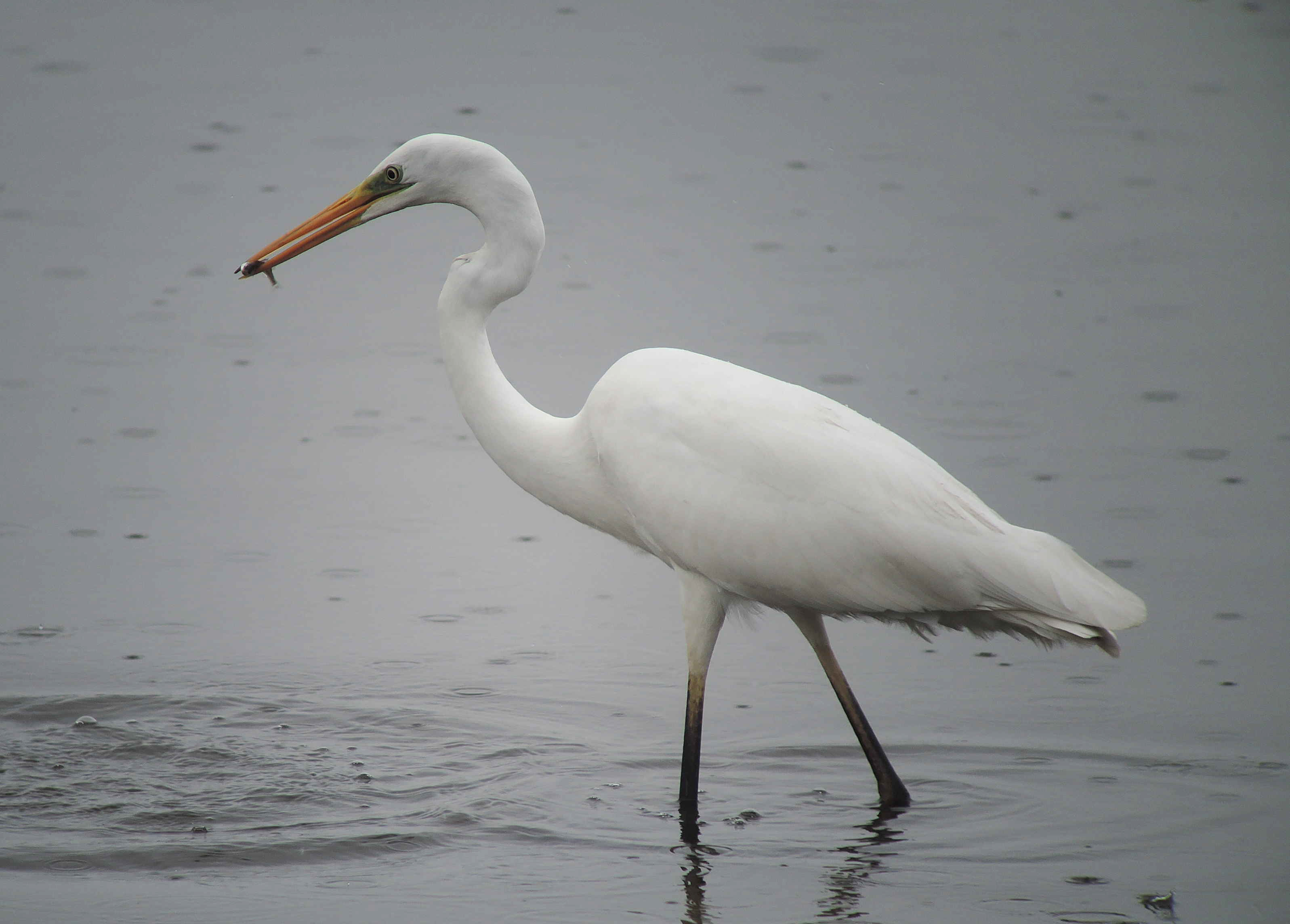 Great egret, wigeon and pintails