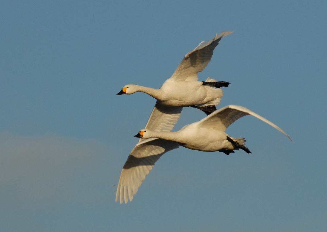 Wildlife sightings for 29th November 2020