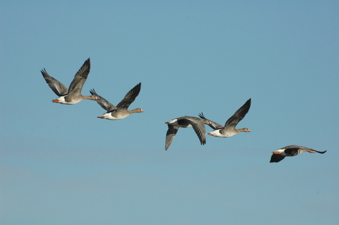 Wildlife sightings for 5th December 2020