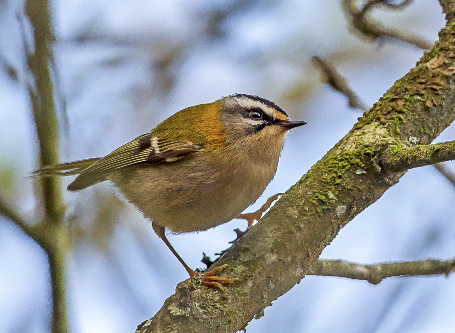 First firecrest & cold temps bring in the ducks