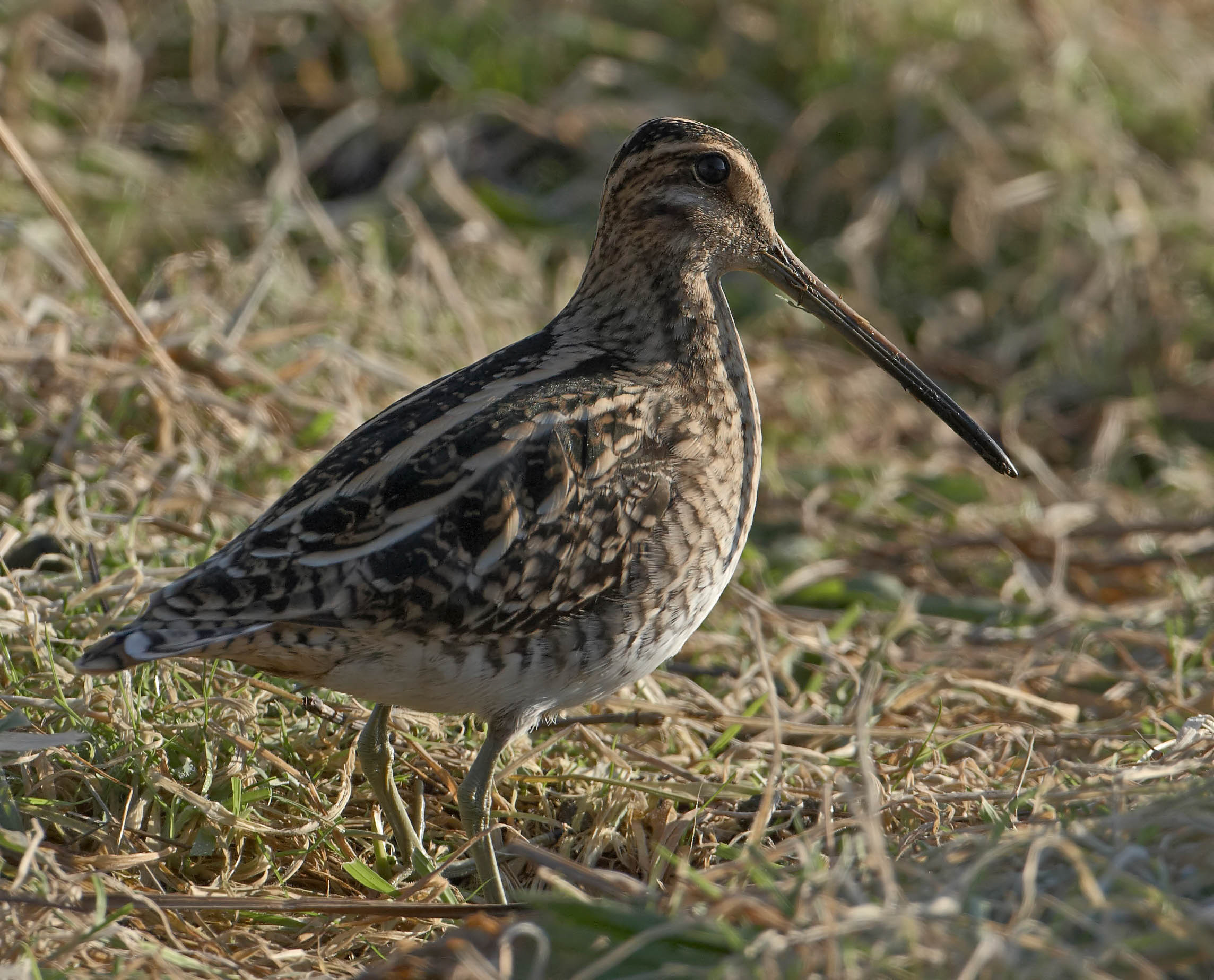 Recent Sightings - 7th December 2020