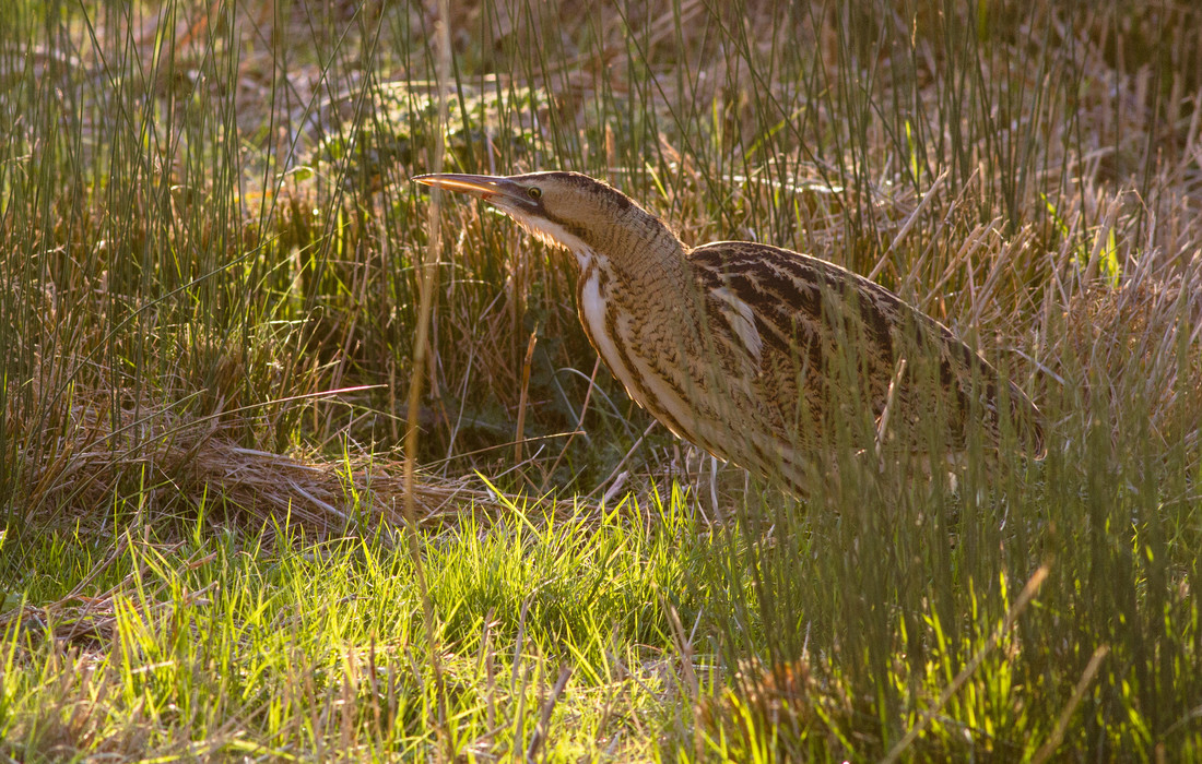 Wildlife Sightings for 12th February 2024