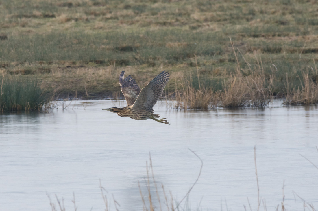 Wildlife sightings for 25th November 2021