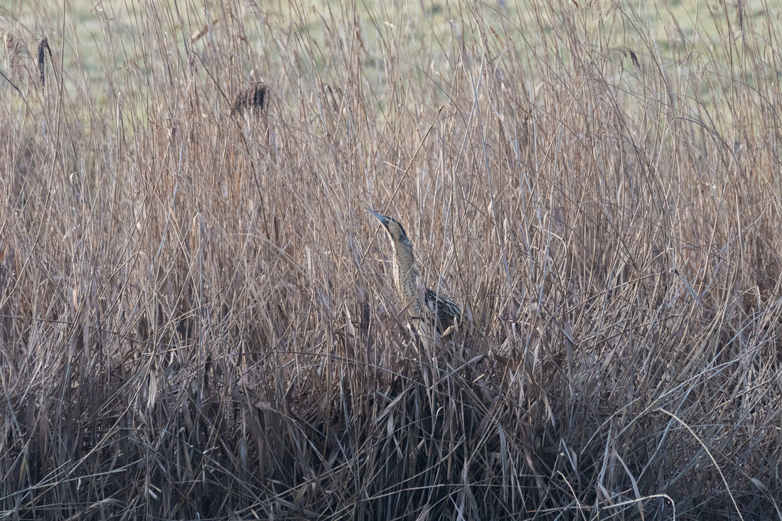 Wildlife sightings for 5th January 2022