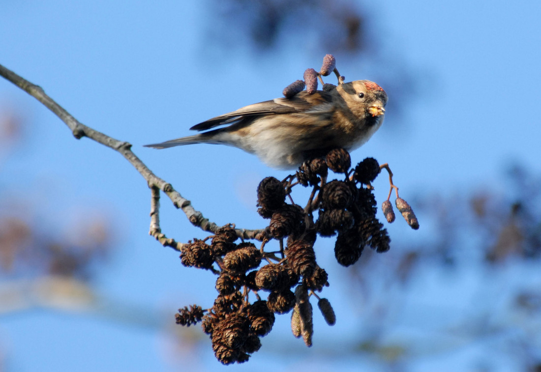 Wildlife Sightings for 1st December 2022