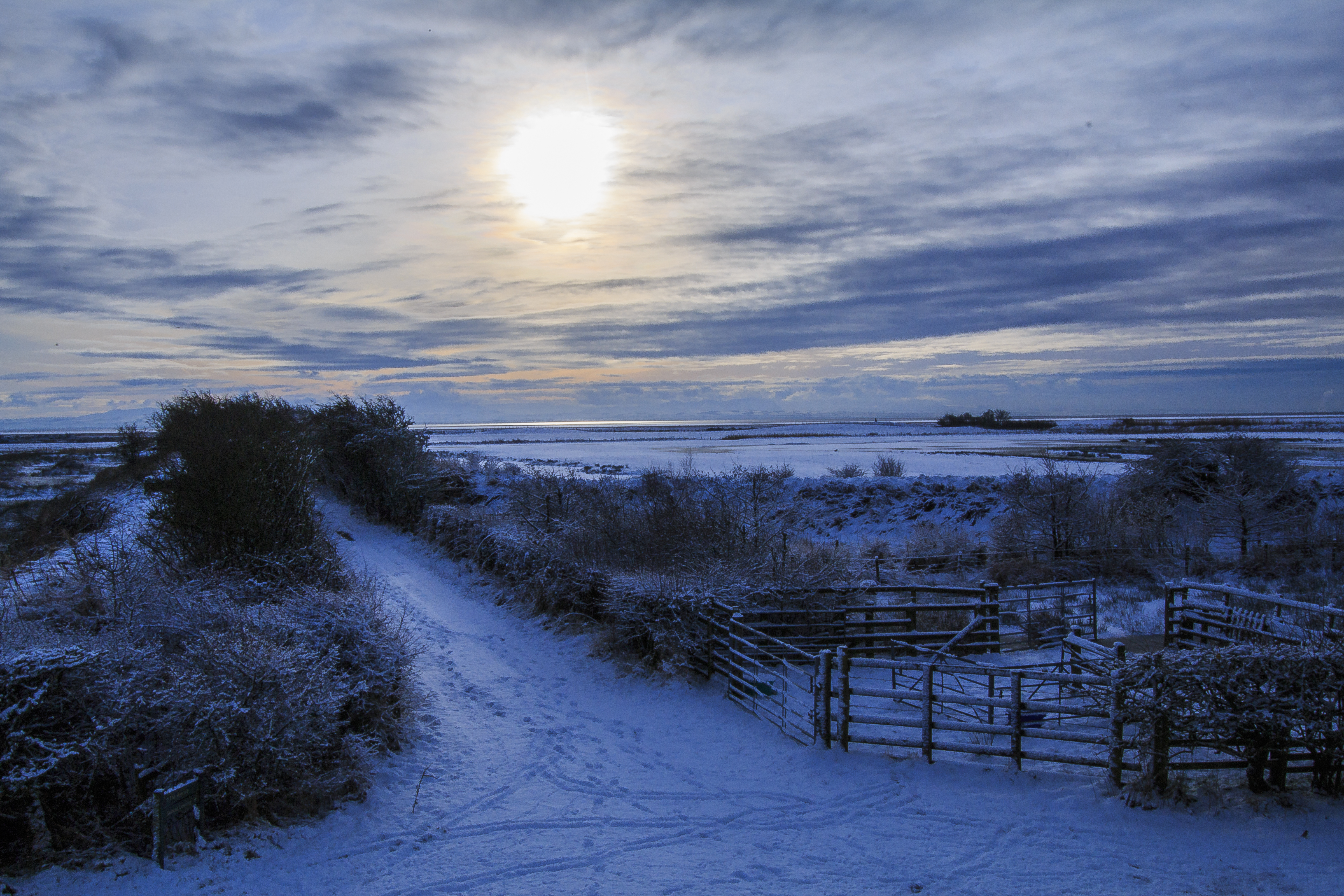 Winter Wonder Wetland 