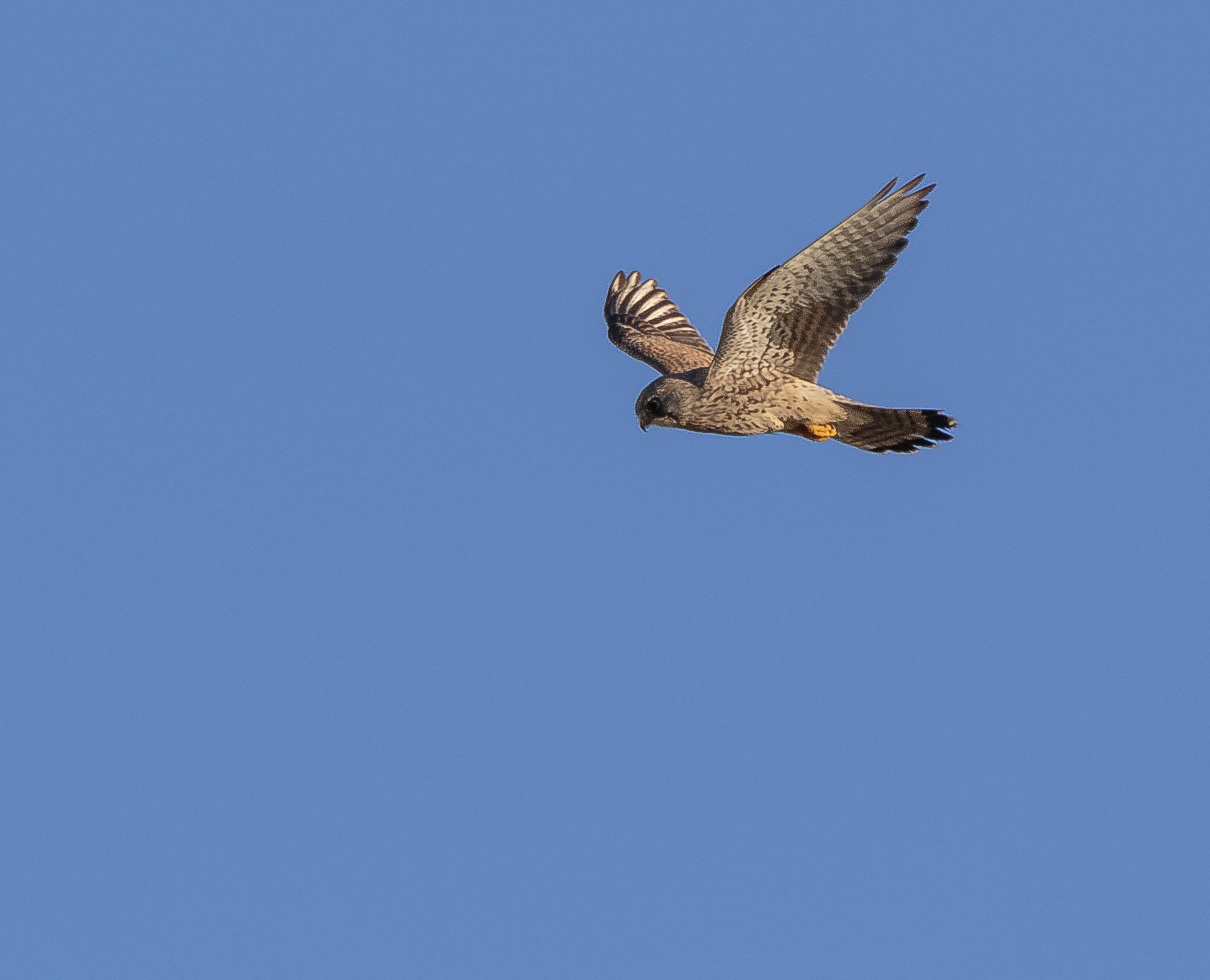 Where to watch wildlife at WWT Caerlaverock