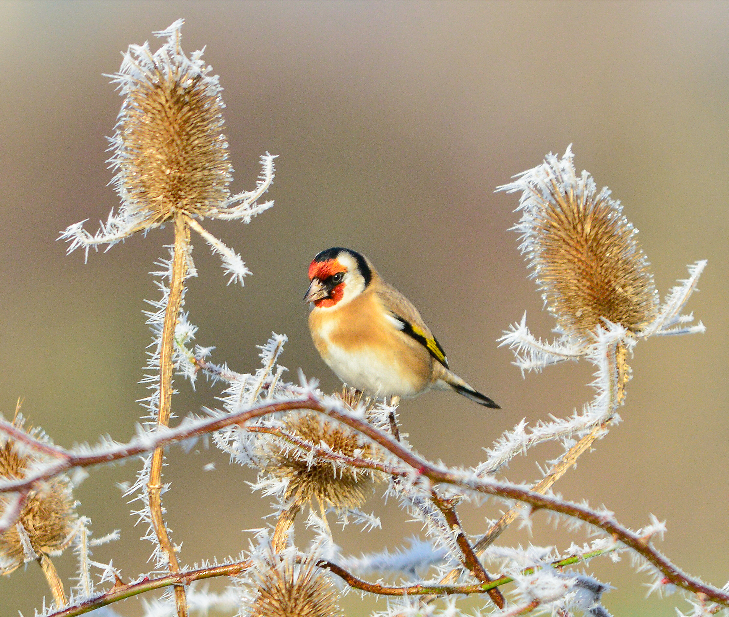 Lose yourself in a winter wonder wetland at WWT Martin Mere 