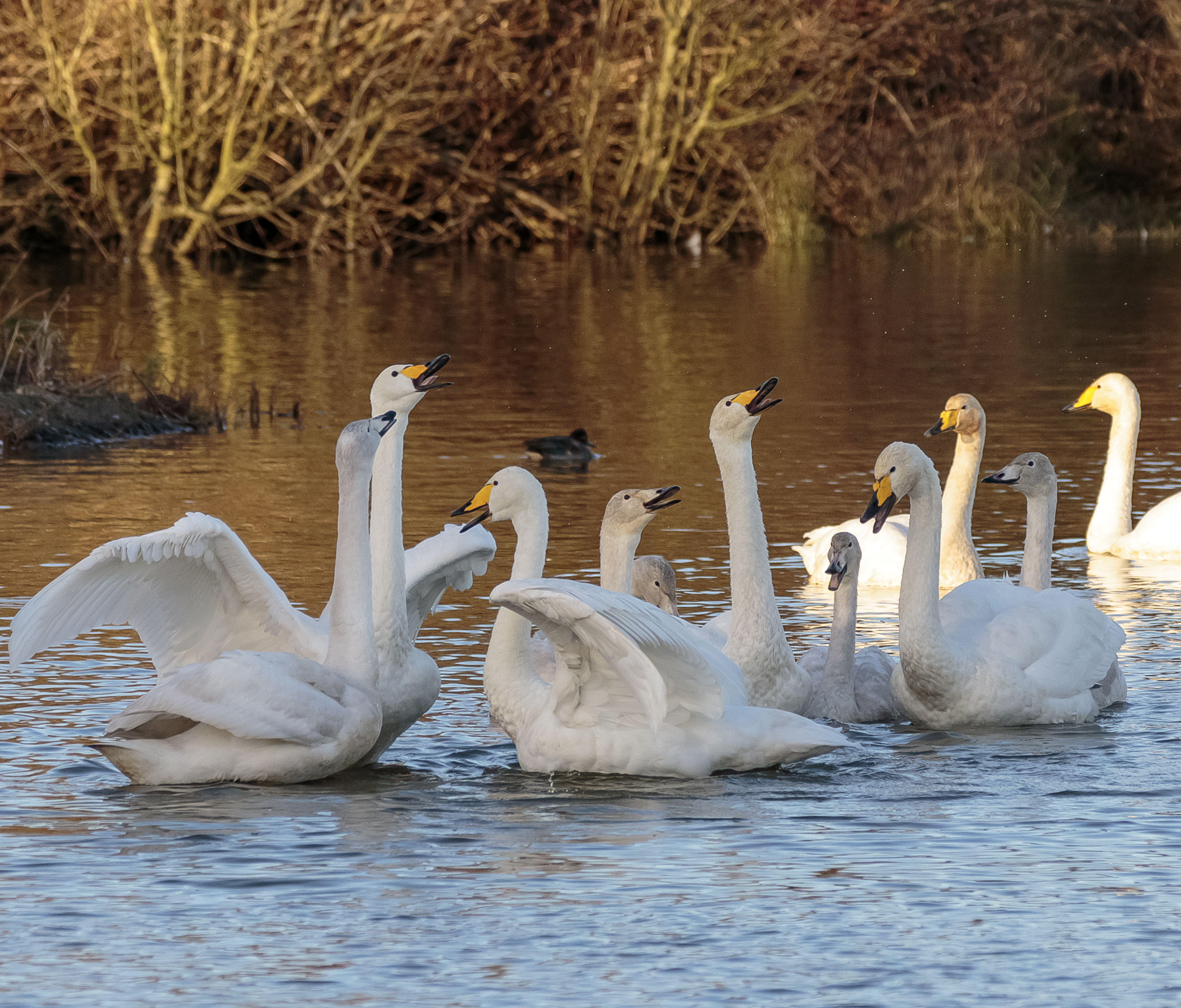 whooper swan credit Alex Hillier (220).jpg