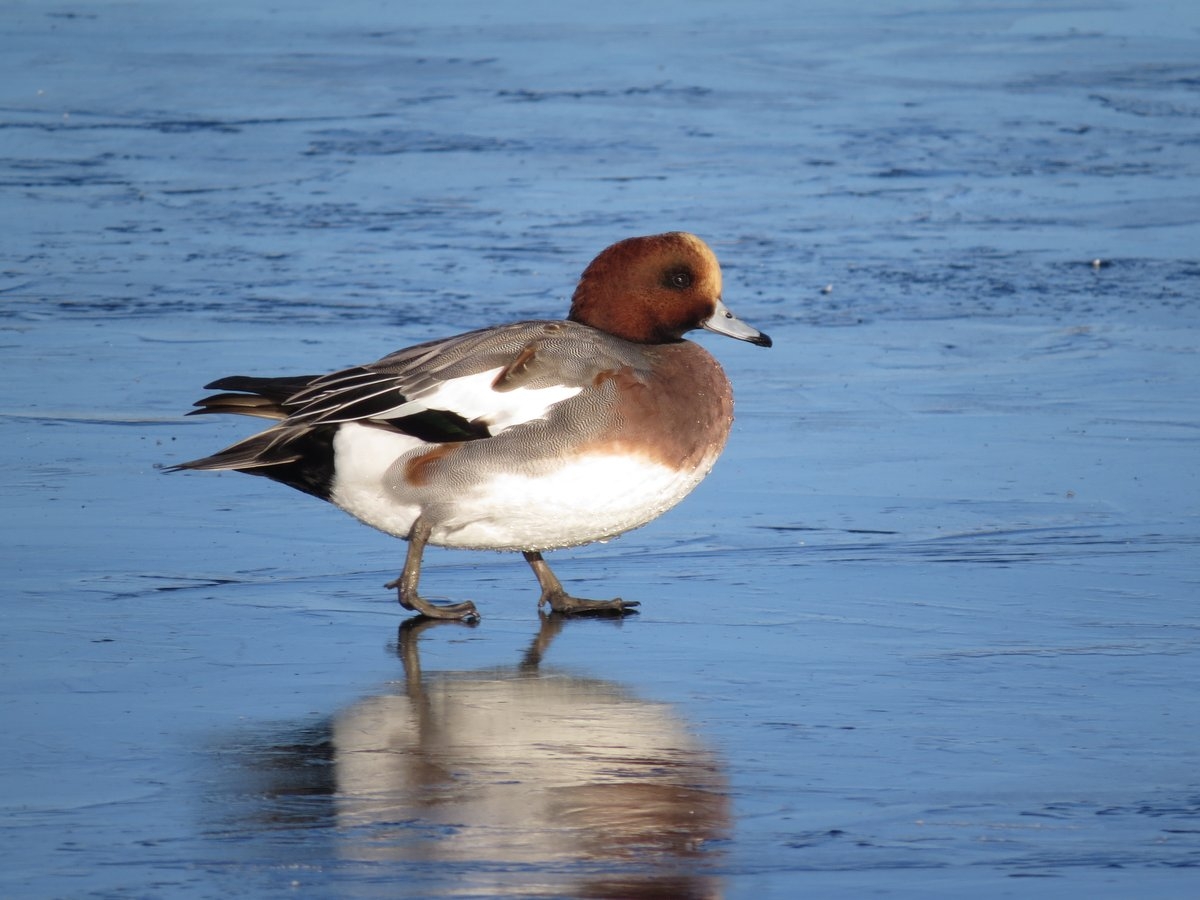 Wigeon male on ice - CyBulCAWIAAXDXA no photographer name.jpg