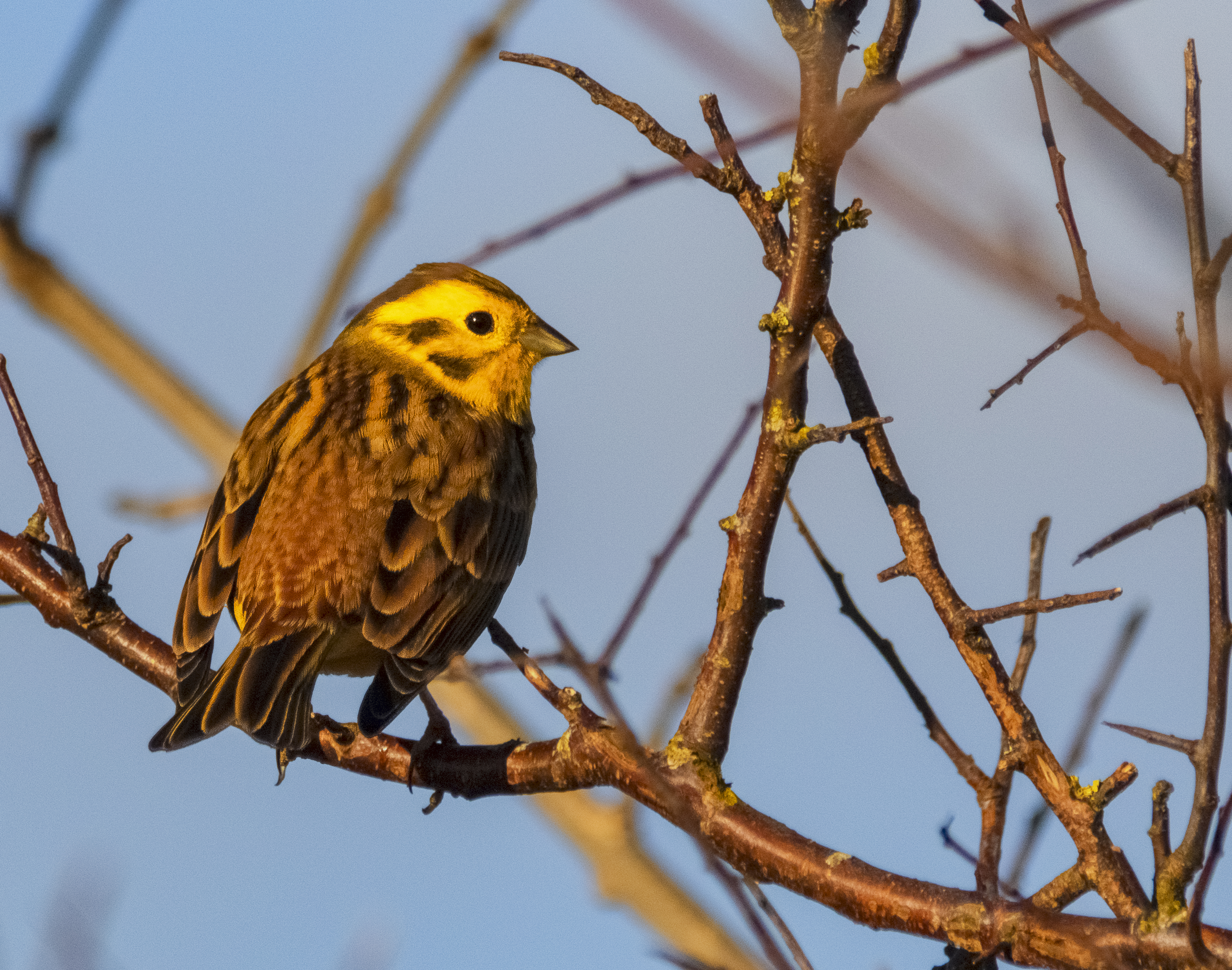 yellowhammer credit Alex Hillier (7).jpg