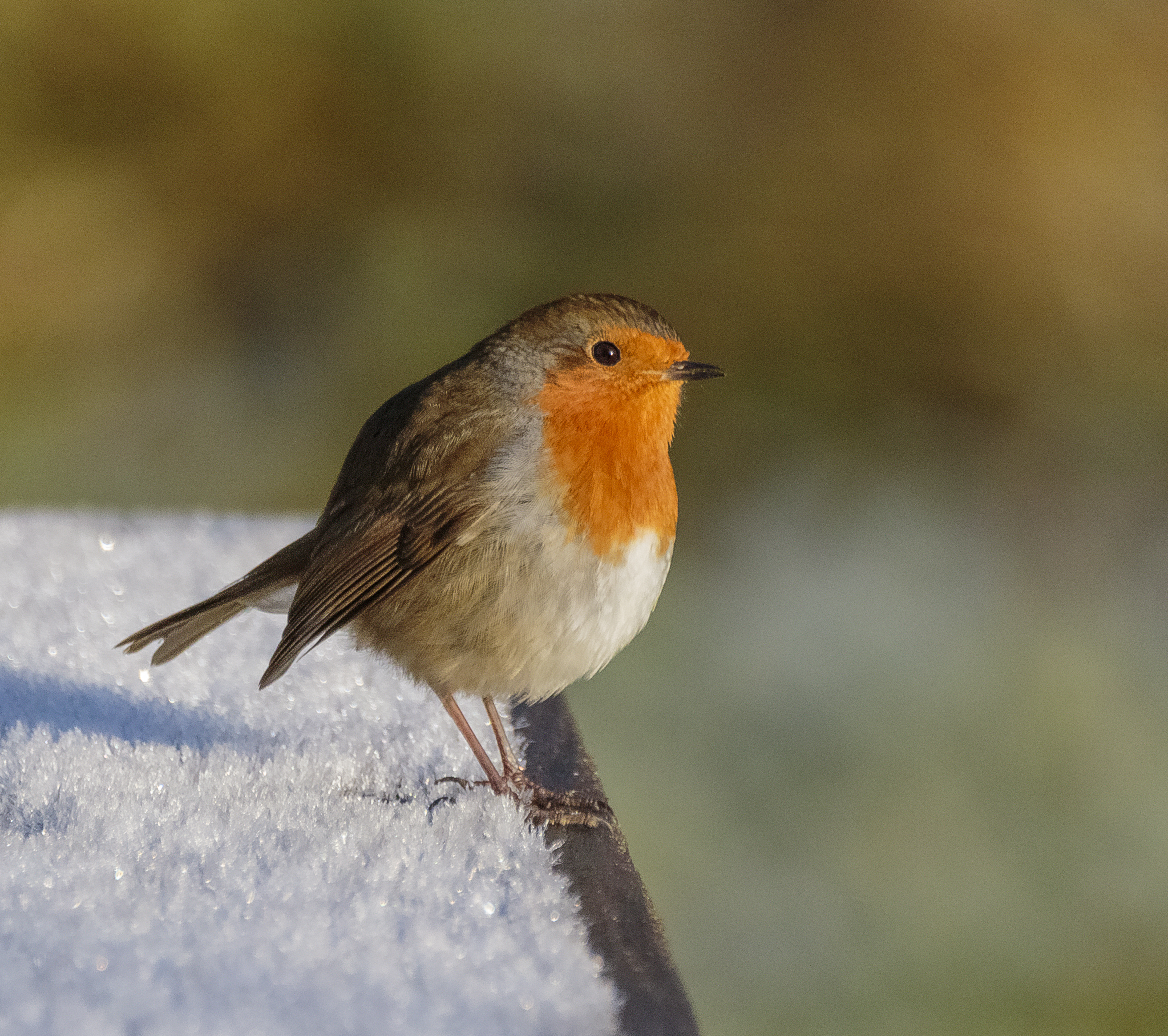 robin credit Alex Hillier (18).jpg