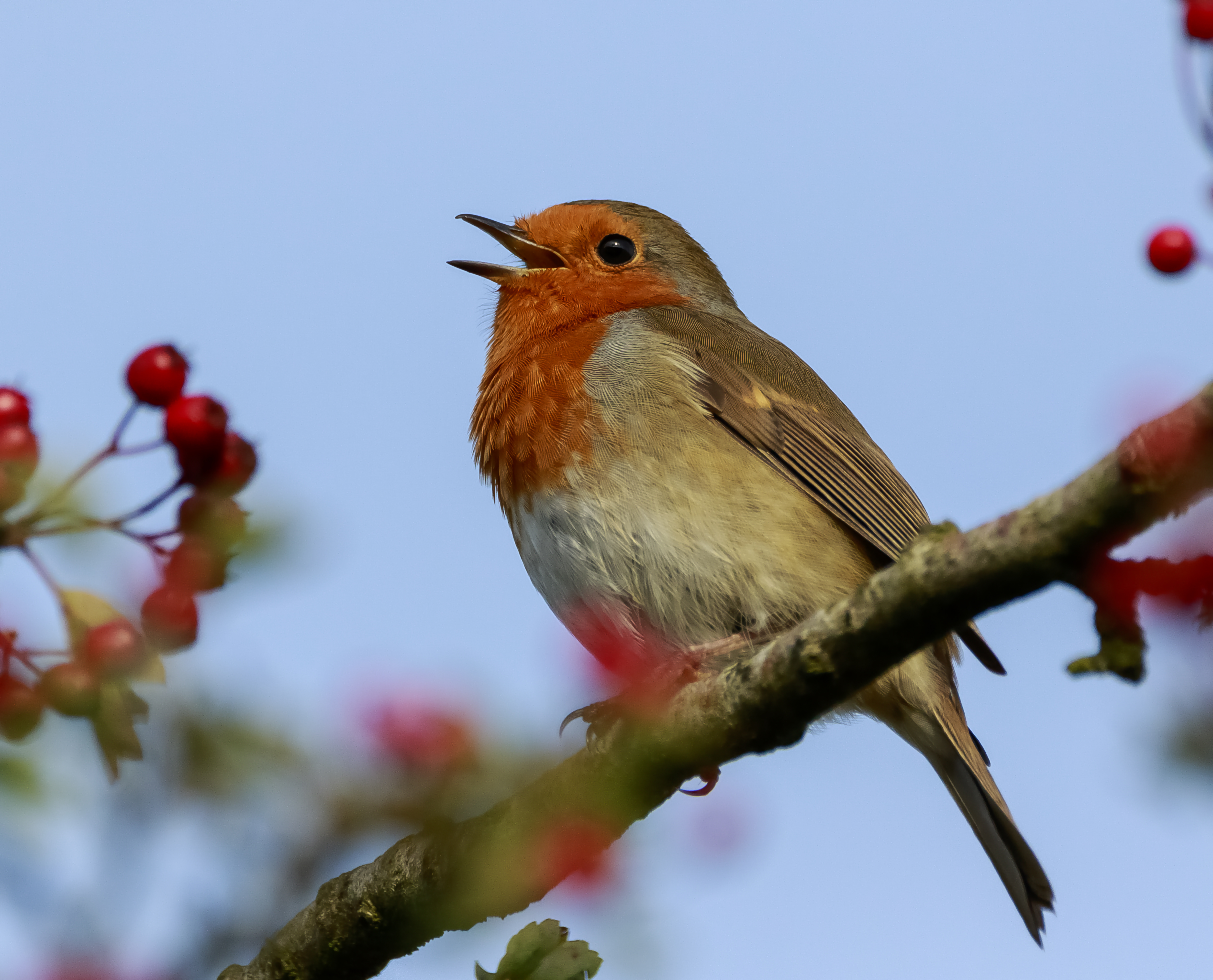 The Christmas Robin