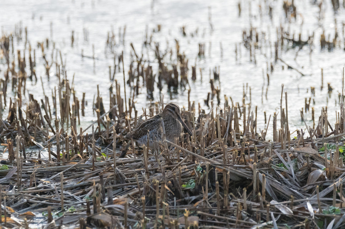 Wildlife sightings for 17th December 2020