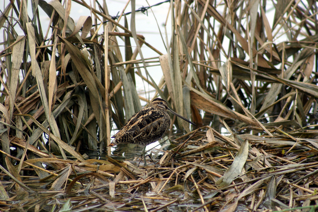 Wildlife sightings for 16th December 2021