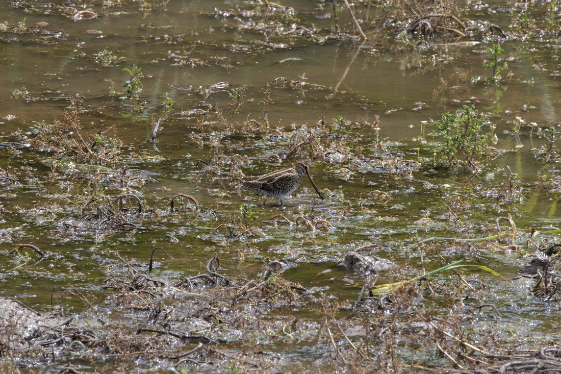 Wildlife sightings for 17th June 2021