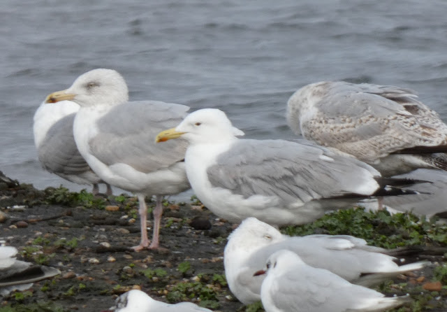 Wildlife sightings for 22nd December 2020