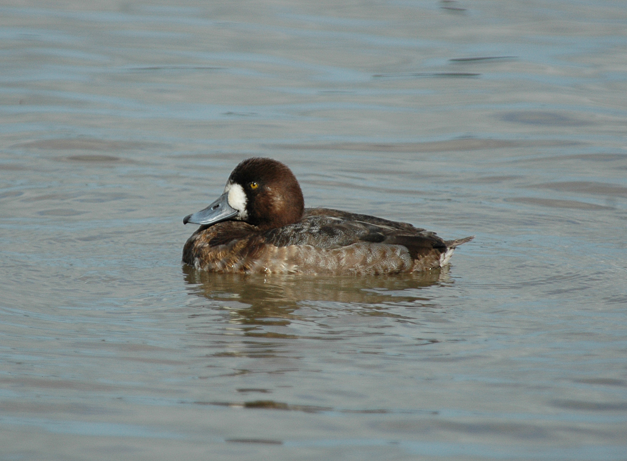 Recent Sightings - 21st December 2020