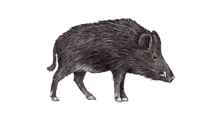 wild boar