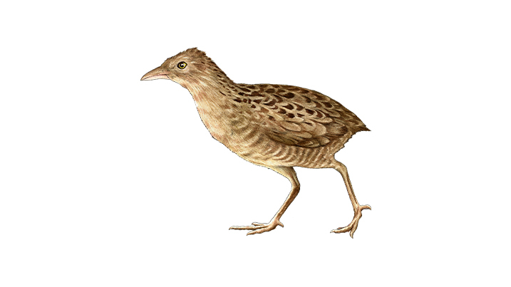 Corncrake