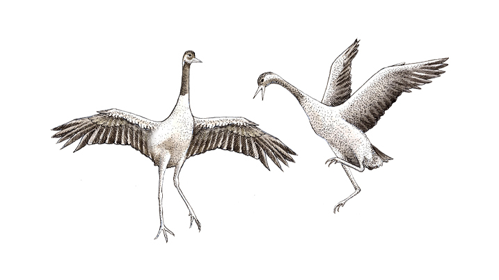 Common crane