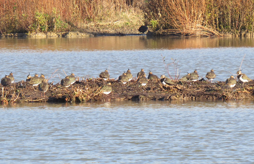 Icy mornings increase wildfowl numbers