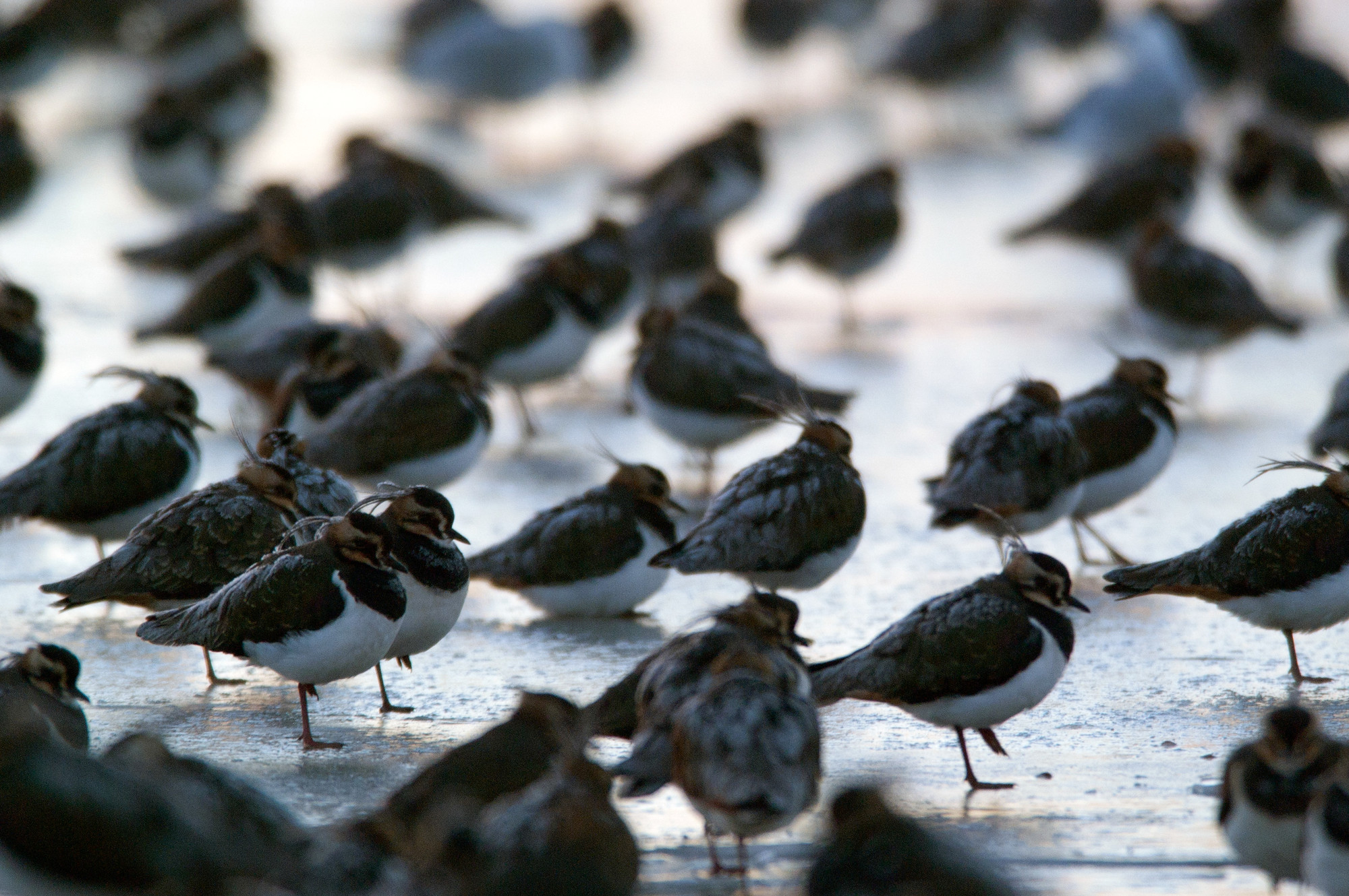 Icy days bring in over 200 roosting lapwing