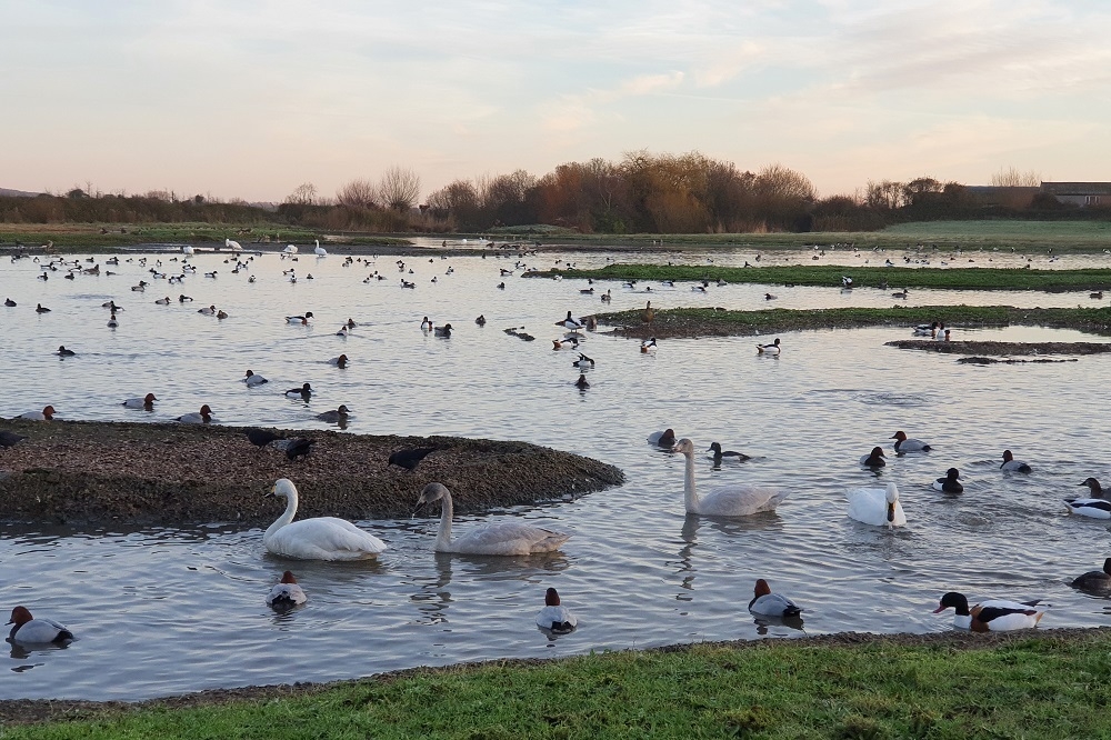 Bewick's swans update