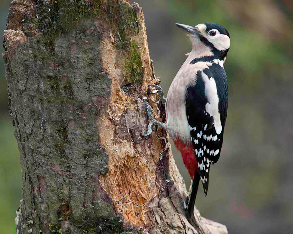 Wildlife sightings for 15th January 2023