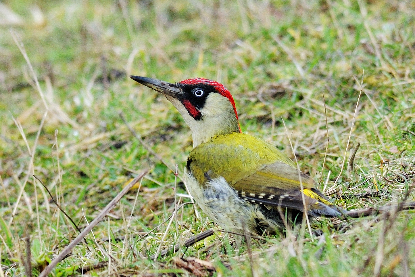 Green & greater spotted woodpeckers