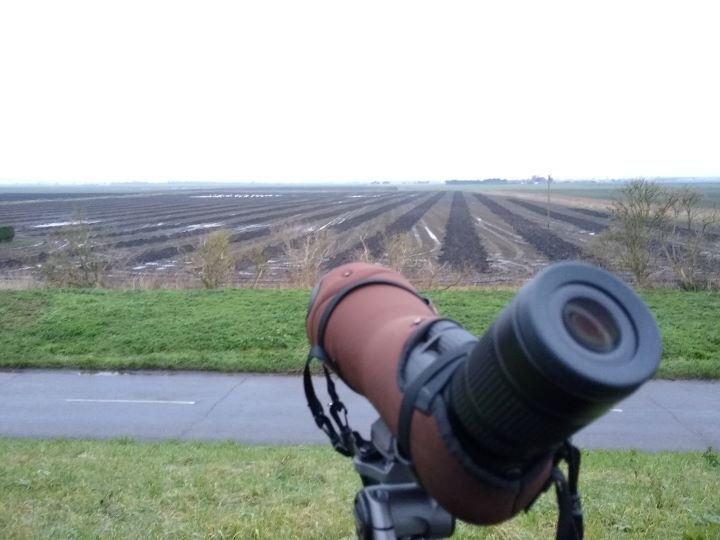 Scope and swans-web.jpg