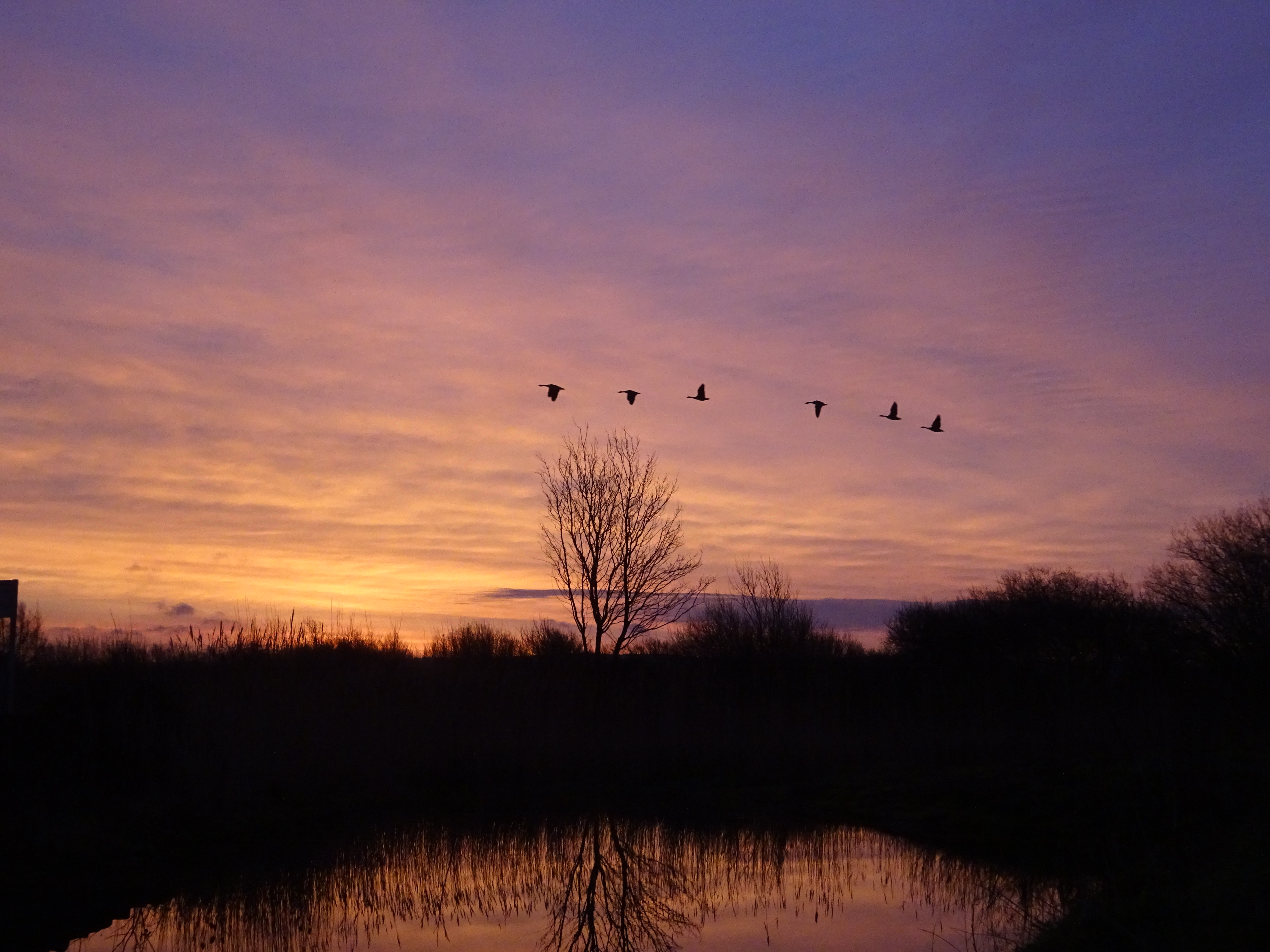 Recent Sightings 10th - 16th January