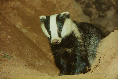 The Caerlaverock Badgers