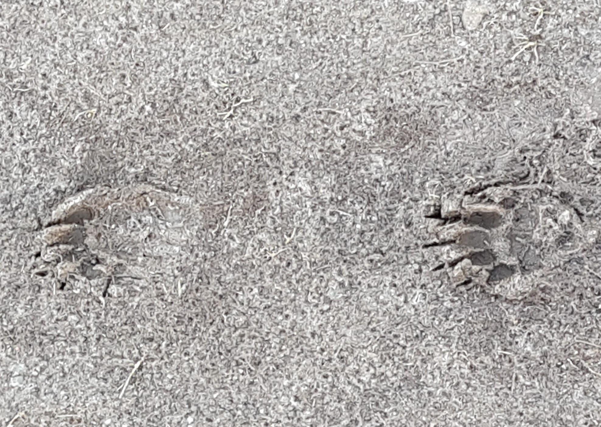 Badger footprints credit Lottie Glover_cropped.jpg