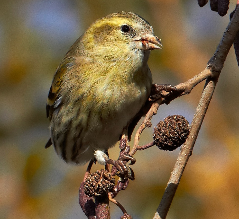 Flock of siskins in hedgerow 