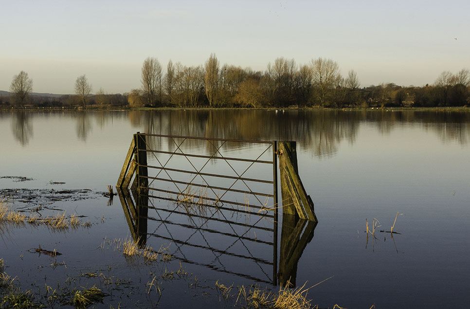 Fighting water with wetlands – WWT urges the creation of more nature-based solutions to combat flooding