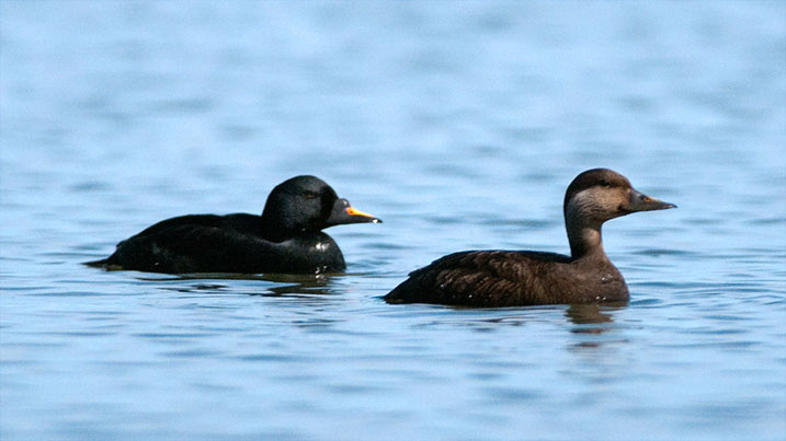 Common scoter – male (left) and female (right)