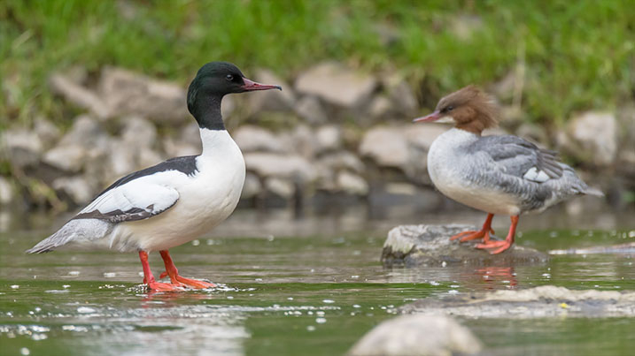 Goosander – male (left) and female (right)