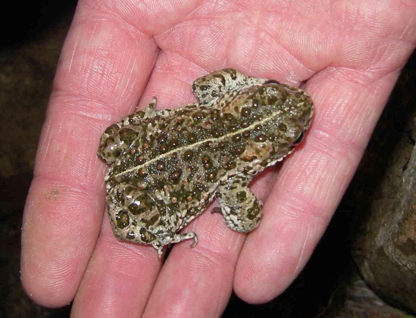 Natterjack.2jpg.jpg