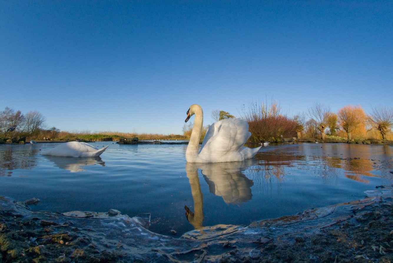 Wetland Conservation Charity collaborates with Mental Health Foundation to launch new guide on the benefits of Wetlands and Wellbeing