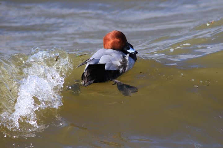 Pochard - GT2-scr.jpg