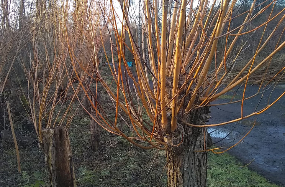 Coppicing and pollarding on the reserve