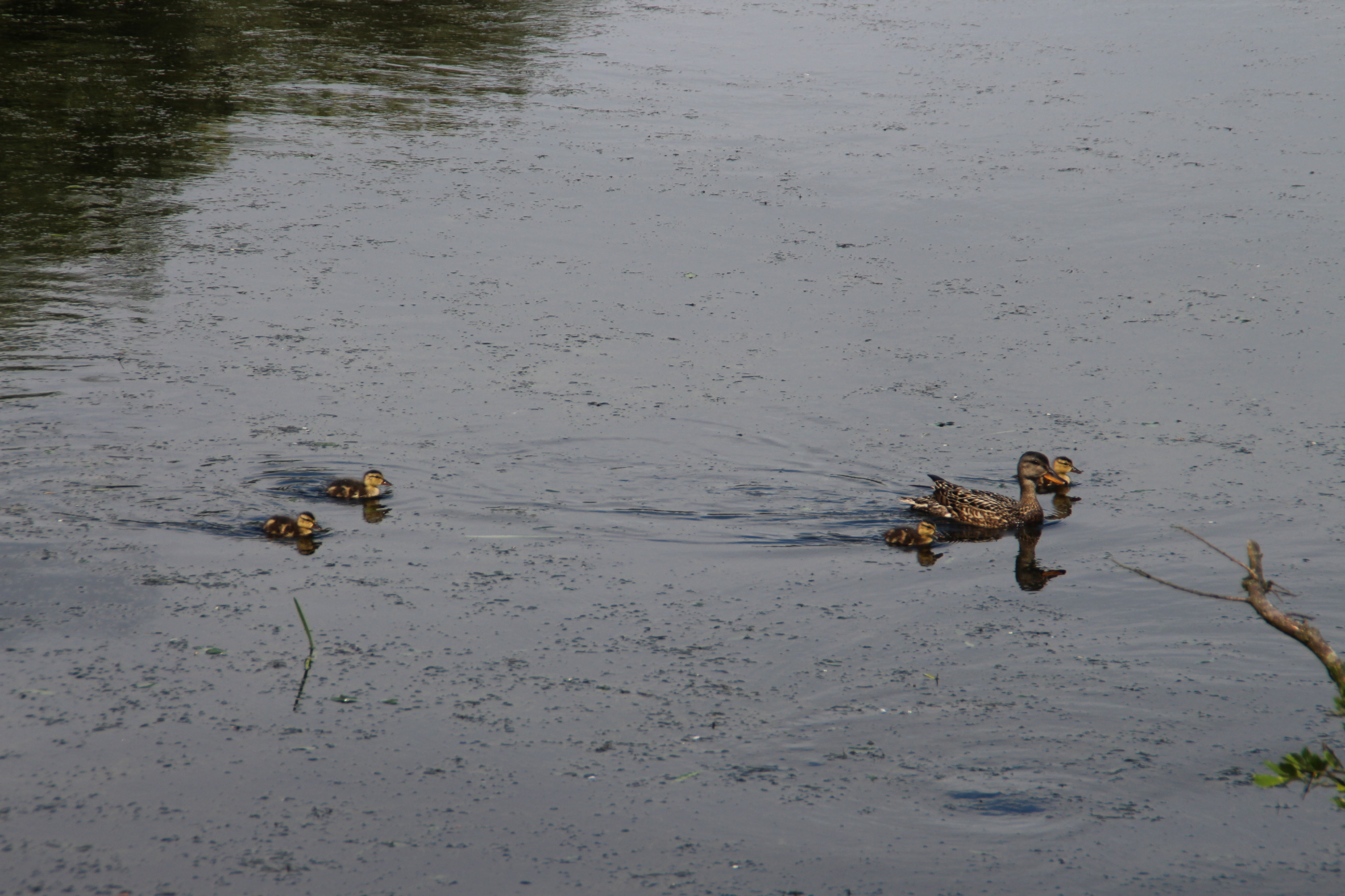 Gadwall ducklings credit Lottie Glover (5).JPG