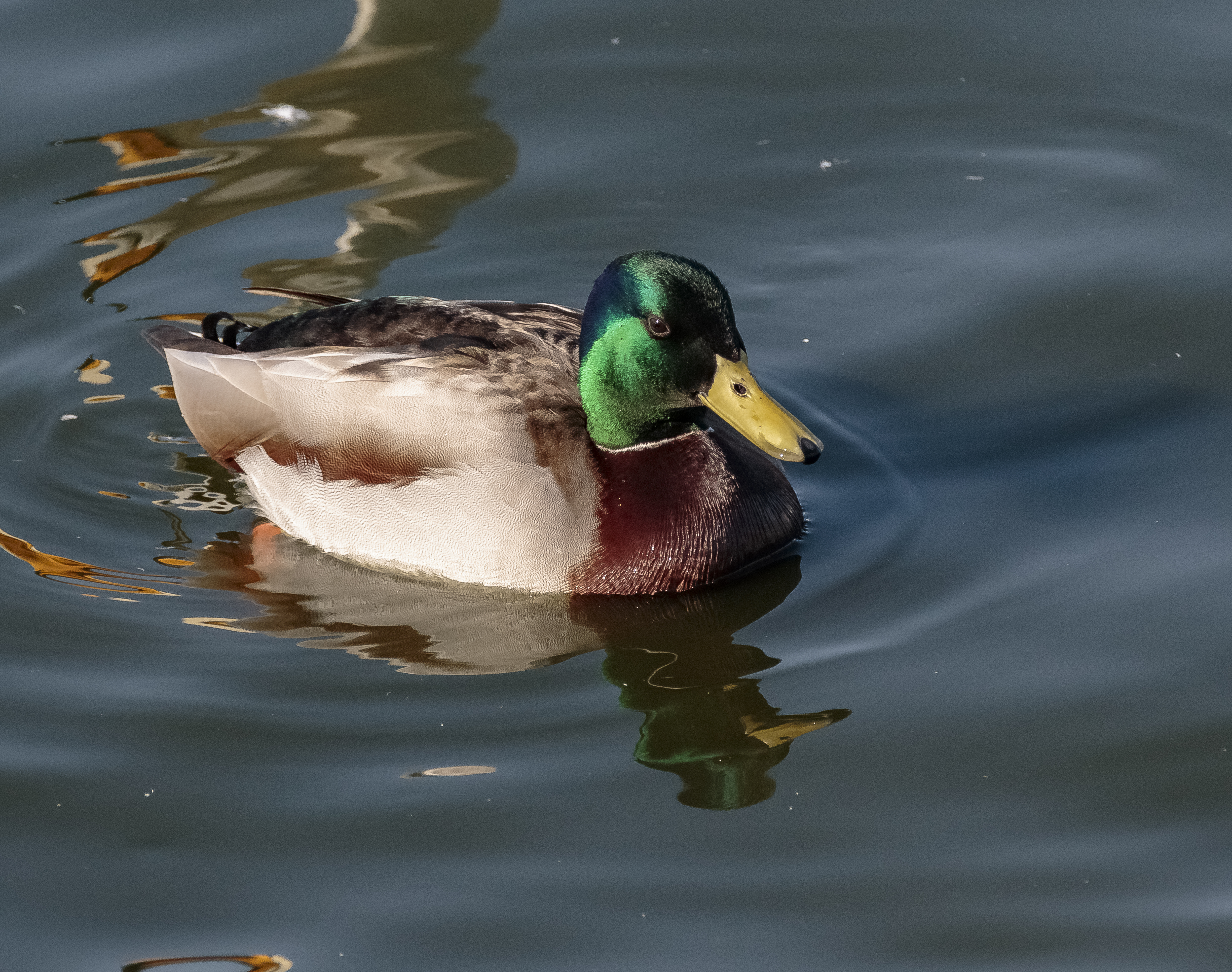 mallard credit Alex Hillier (117).jpg