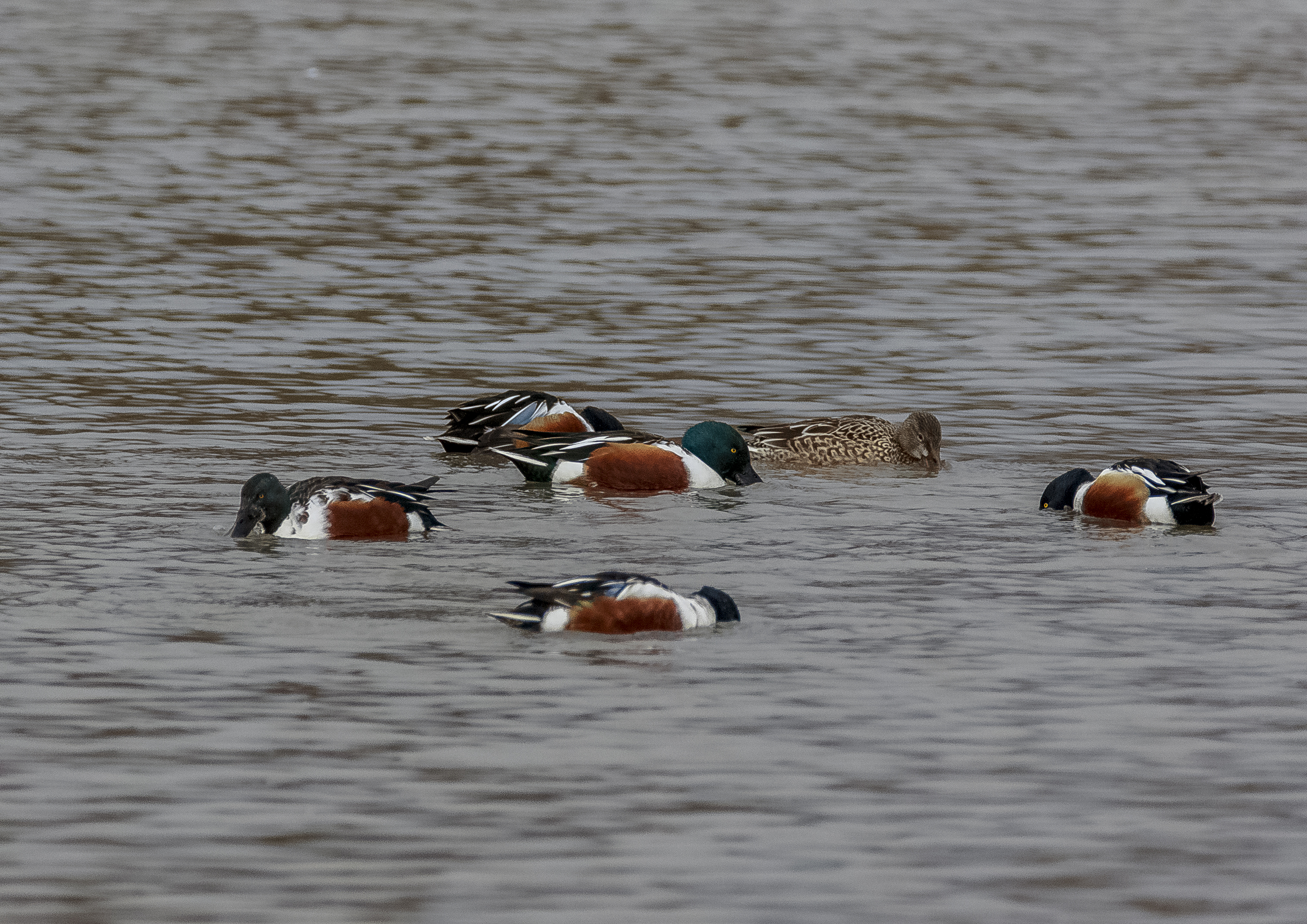 shoveler credit Alex Hillier (8).jpg